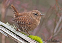 Troglodytes paciﬁcus 